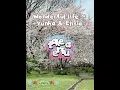 🌸 Wonderful life ~ Yunha & Elisia 🌸 #elisia #yunha #lyrics #foryou #music 