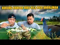 Download Lagu LEZATNYA‼️BURUNG MANDAR BIRU RICA RICA ANDALIMAN‼️BERBURU MANDAR