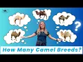 Camel Breeds Explained Dromedary Bactrian Wild and Hybrids