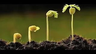HORMONAS VEGETALES - FITOHORMONAS - AUXINAS - GIBERELINAS - ÁCIDO ABSCISICO - ETÍLENO