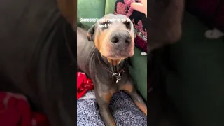 Good morning.. #Fyp #dream #pets #doberman #life