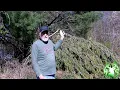 Should I plant White Pine or Spruce for screening habitat