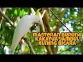 Download Lagu Masteran burung kakatua jambul kuning bicara
