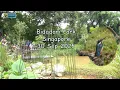 Migratory fever-Bidadari Park. 30 Sep 2025.