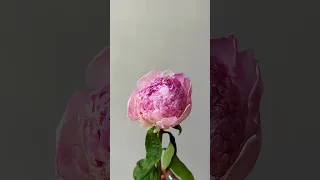 Надихайся красою квітів разом з Ukraflora Ukraflora Квіти Букети Florist FlowersKyiv 