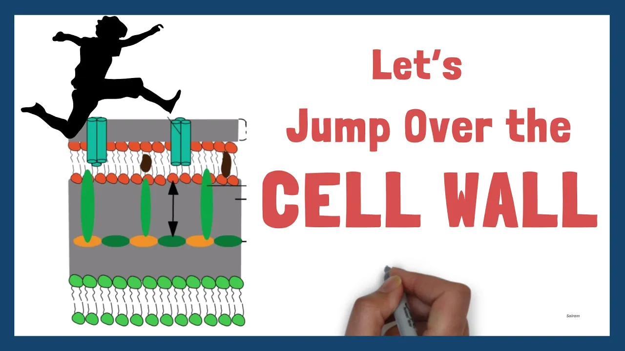 Structure of Bacteria | Part 3 | The Cell wall