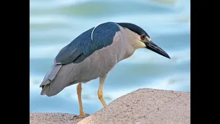 صوت طائر الصيومي واق 