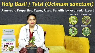 holy basil tulsi ocimum sanctum ayurvedic properties types uses benefits by ayurveda expert