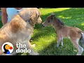 Mini Horse Tries So Hard To Make His Very First Friend The Dodo Little But Fierce
