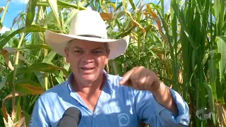 Veja um exemplo de sucesso na integração lavoura-pecuária
