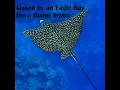 Download Lagu Hunting Lionfish Aruba at Boca Budui 12 7 23. Kissin an Eagle Ray