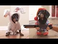 Ep 24 Easter Bunny Wakes Up Grumpy Wiener Dog