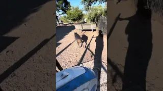 #fyp #dream #doberman #pets #youtube