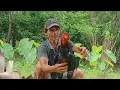 Download Lagu DENGAN CARA INI AYam kamu pasti bermental baja.sucipto channel.