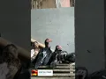 Download Lagu suara lagu yang merdu dan menikmati indahnya anak ayam shamo