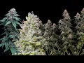 Massive yielding cultivars