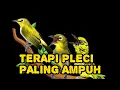 Download Lagu TERAPI PLECI PALING AMPUH #kicaumania #masteranjernih #poseidonesf