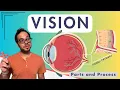 From Eye to Brain How Vision Really Works