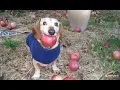 Download Lagu The dog with apple