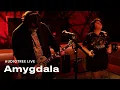 Lagu Amygdala - Our Bodies Our Choice | Audiotree Live