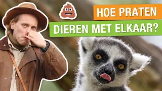 Download ZO PRATEN DIEREN MET ELKAAR! 😱🐘 | Op pad met Niels #28 MP3