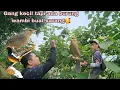 Download Lagu Sarang burung wambie di gang kecil😱