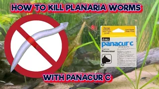 How To Kill Planaria With Panacur C