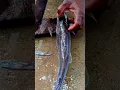 Lagu # jella fish shots