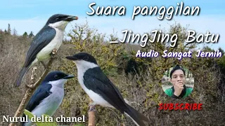 Download Suara pikat burung Jing-jing batu. MP3