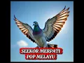 Lagu SEEKOR MERPATI - POP MELAYU (Official Musik Video)