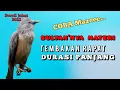 Download Lagu TembakaN RapaT ! IRAMA LAGU SULTAN Cocok untuk Masteran burung fighter