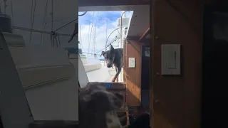 Was that my BABY !? Haha #Fyp #dream #pets #doberman #sailing