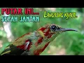 Download Lagu Pancingan sepah raja bahan dan anakan agar bunyi