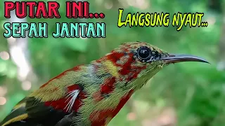 pancingan sepah raja bahan dan anakan agar bunyi