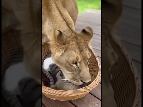 Kindness 🦁 Lioness Adopts Kittens in Heartwarming Scene #kindness #lioness #shorts