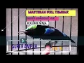 Download Lagu #KONIN #KOLIBRININJA #SUNBIRD #KONINMANIA  MASTERAN FULL TEMBAKAN 100 % BIKIN BURUNG GACOR