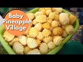 Download Lagu The whole village grows and peels Phulae Pineapples, Thailand Village life