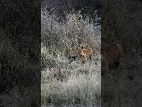 Lioness Reveals Her Adorable Lion Cubs