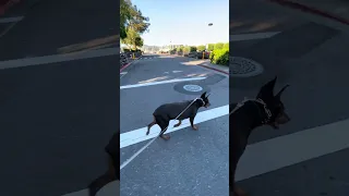 #fyp #dream #doberman #pets #youtube