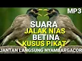 Download Lagu Suara Jalak Nias Betina ll Suara Pikat Jalak Nias ll Jalak Nias Betina Memanggil Jantan l Jalak Nias