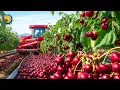 How American Farmers Harvest Millions Tons of Cherry Processed in The Factory Farming Documentary