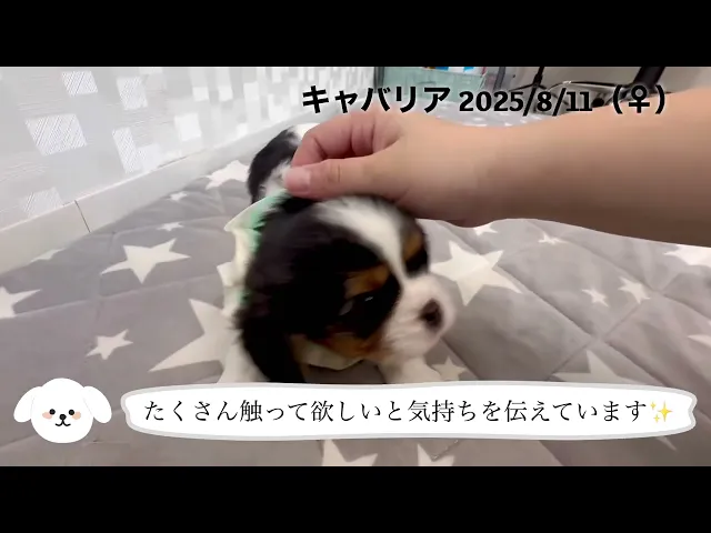 動画