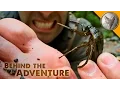 TOE-BITER Giant Water Bug