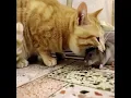 Download Lagu kucing vs tikus