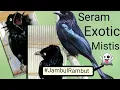 Download Lagu MASTERAN SERAM!!!, BURUNG SRIGUNTING JAMBUL RAMBUT/AWAR-AWAR MATA PUTIH GACOR