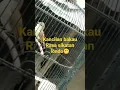 Download Lagu kancilan bakau rasa sikatan londo😁