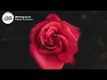 Alawn & Dyson - Wrong Love (Lyrics)
