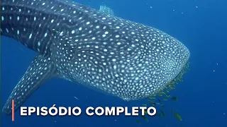 Os mistérios dos tubarões-baleia nas águas da Ilha da Máfia| África: Maravilhas do Mundo Marinho 103