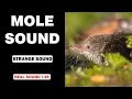 Real Mole Sounds High Quality Fascinating Mole Sound Experience 4K