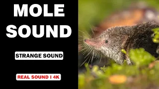 Real Mole Sounds High Quality Fascinating Mole Sound Experience 4K